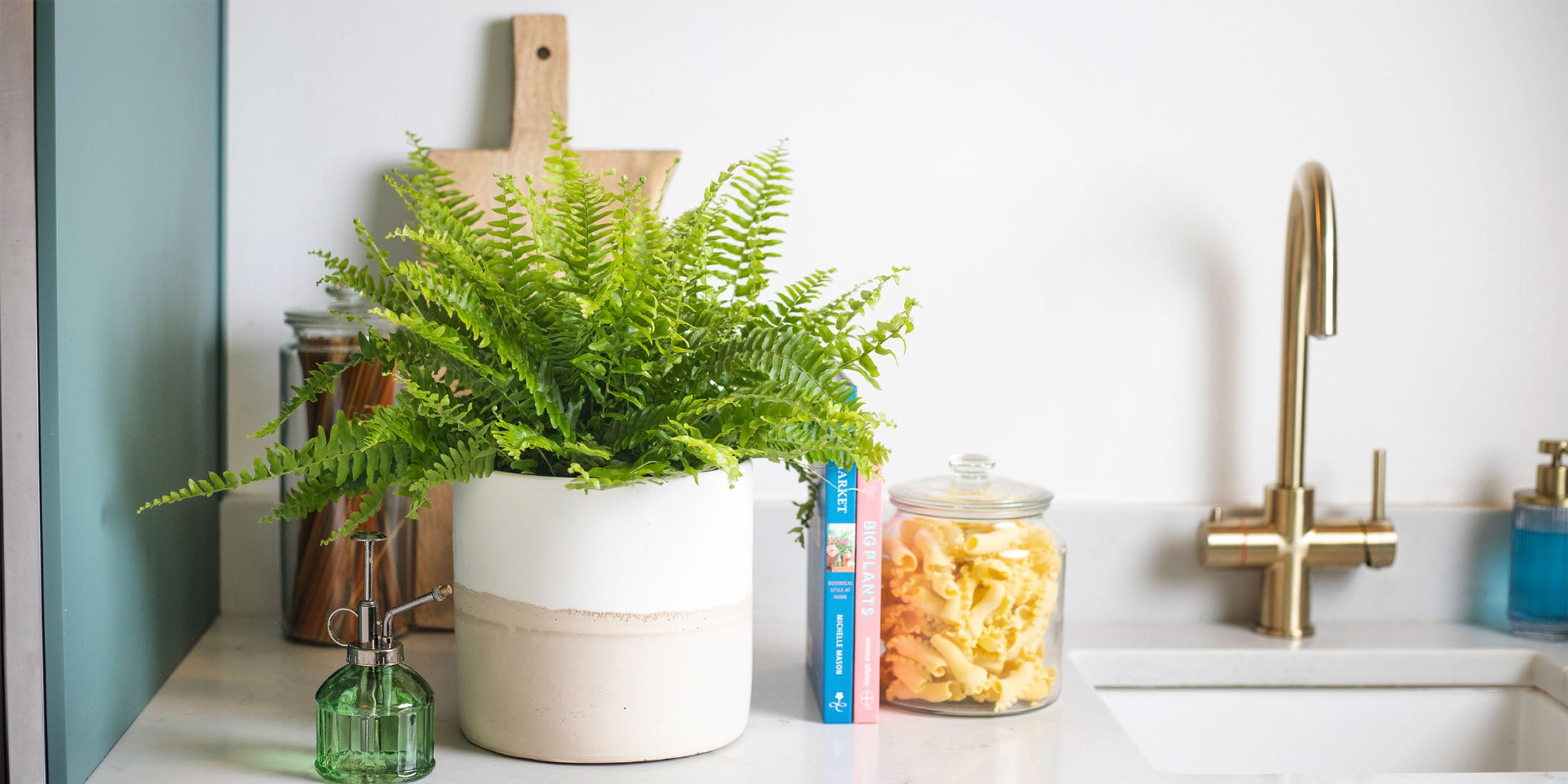 House Plants The Flower Lounge