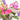 Deluxe Vegan Posy Gift Set