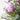 Florist Choice Gift Set