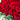 100 Red Rose Bouquet