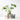 Monstera Gift Set