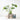 Monstera Gift Set