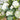 Country Garden Tied Sheaf