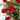 A Dozen Red Roses