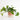 Epipremnum Planter