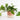 Epipremnum Planter