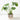 Monstera Planter