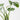 Monstera Planter