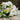 Bouquet of white and green flowers on a wooden surface