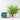 Plant Lover Kit & Boston Fern