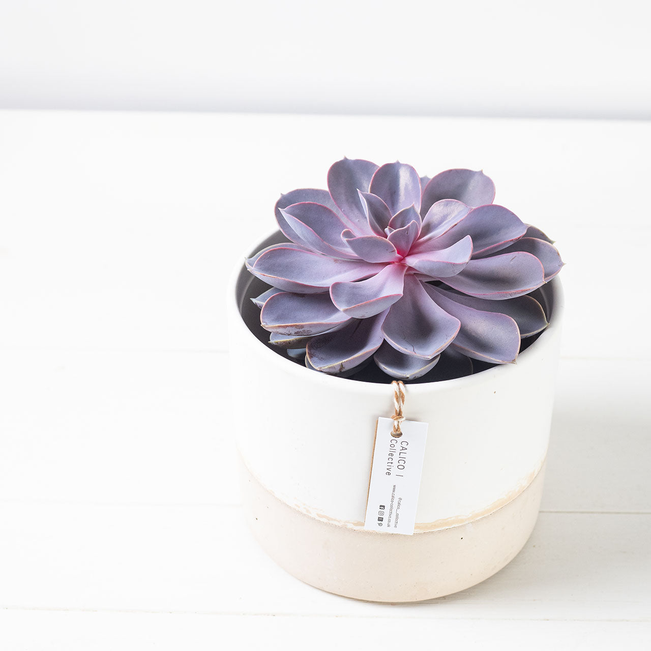 succulent plant gifts uk Plant Lovers Succulent Gift Set – The Flower Lounge