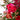Valentine’s Florist Choice Bouquet